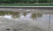 Лебеди в парке Астаны временно жили в луже
