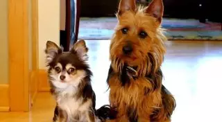 Провинились? Сдай друга первым!