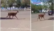 Из зоопарка в Актобе сбежал олень
