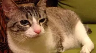 Двулапый котенок стал звездой Instagram