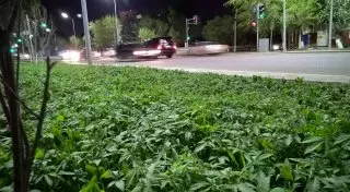 Выращивание марихуаны в центре Астаны обсуждают в британских СМИ