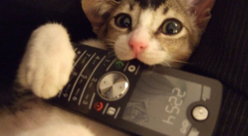 Фото с сайта galleryhip.com