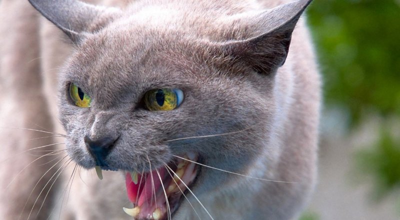 Фото с сайта androidpit.com