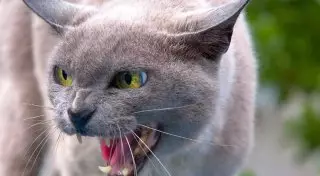 Агрессивная кошка три часа не пускала американца в собственный дом