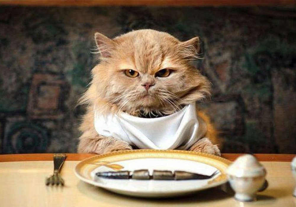 Зачем менять жену на кошку?: 2015-06-10 12:23:40 - прочитайте