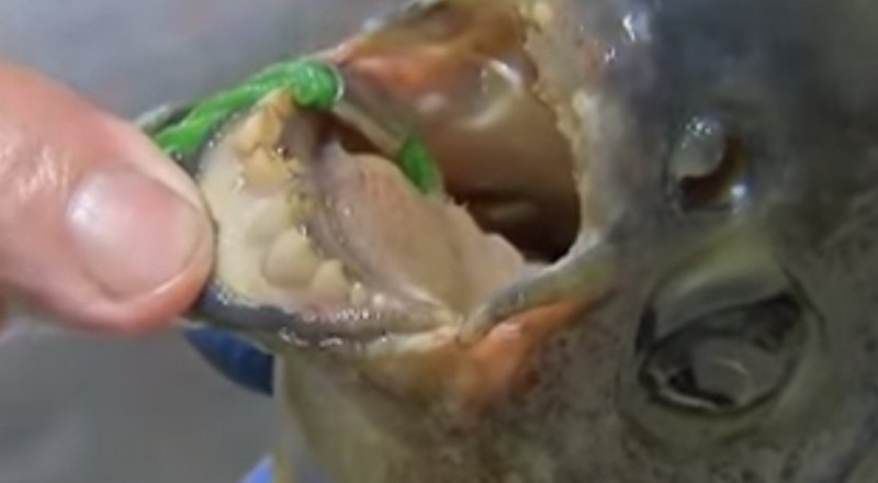 Кадр из видеоролика YouTube.com\BreakingNews!!