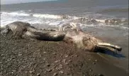 На берег Сахалина выбросило останки неизвестного волосатого существа