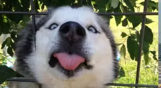 Поздоровайтесь с этими собаками