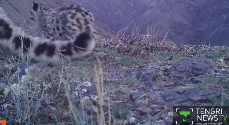 Кадр из видео © Tengrinewstv.kz