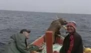 Морской котик заставил рыбаков катать его в лодке на Сахалине