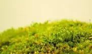Японцы увлеклись рассматриванием колоний мха