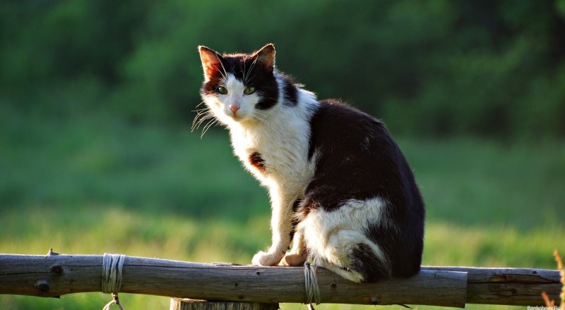 Фото с сайта bankoboev.ru