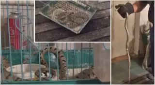 В Шымкенте змея заползла в дом и съела попугая