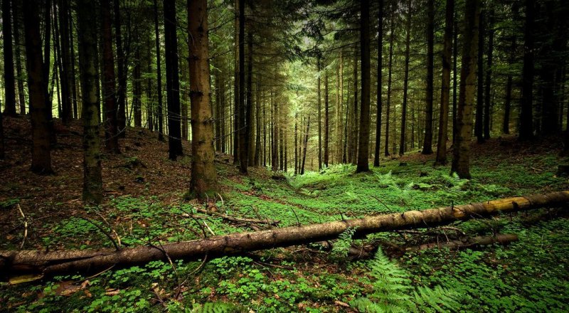 Фото с сайта liveinternet.ru