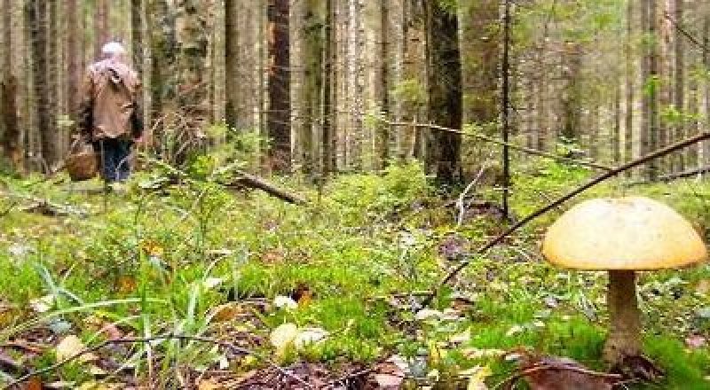 Фото с сайта gubdaily.ru