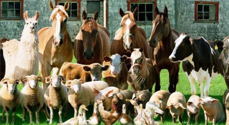 Фото с сайта chto-proishodit.ru