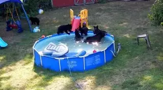 Очаровательное медвежье семейство повеселилось в чужом бассейне