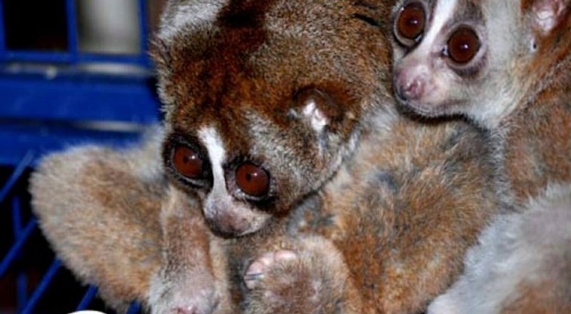 Лори, подаренные зоопарку. Фото almatyzoo