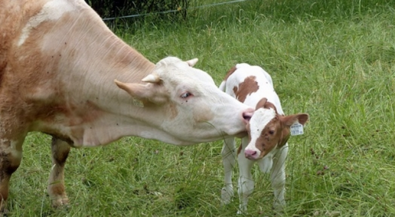 Фото с сайта lifenews.ru