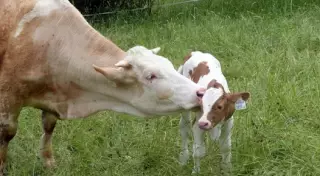 В Китае клонированное животное принесло потомство