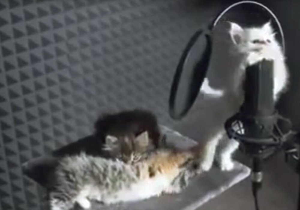 Хор котят: 2015-10-06 17:04:07 - прочитайте