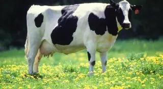 Корову планируют превратить в летающий вертолет в Нидерландах