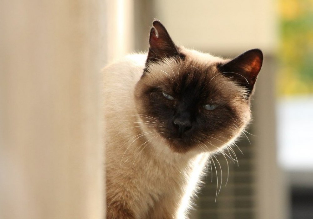 Бродячие кошки Алматы: 2015-10-09 18:46:22 - прочитайте