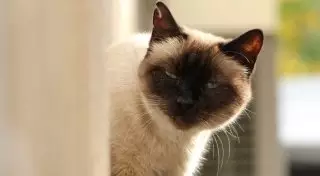 Бродячие кошки Алматы