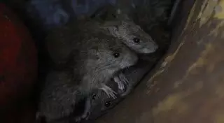 Алматинцы пожаловались на крыс в центре города