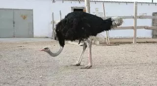 Как живется африканским страусам в Мангистау