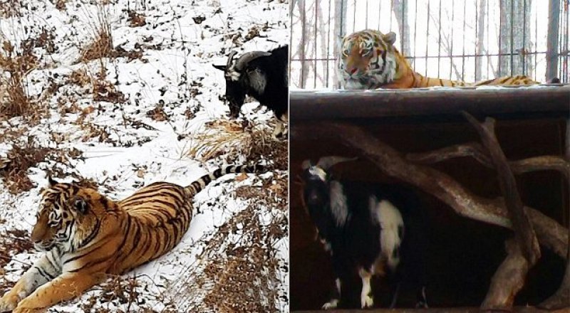 Фото: siberiantimes.com/A. Fedoseev