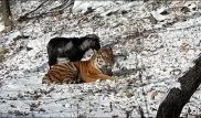 Дружба тигра Амура и козла Тимура может закончиться сексом - биолог