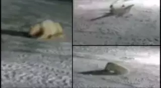 Власти Чукотки требуют наказать рабочих, убивших белую медведицу взрывпакетом