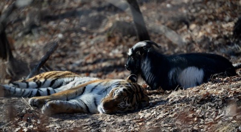 РИА Новости©