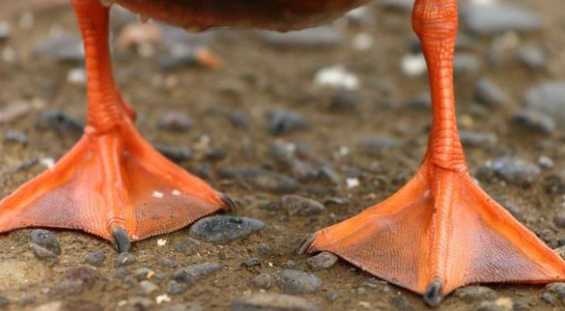 Фото с сайта all-pix.com