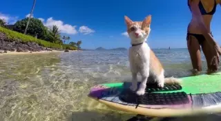 Бездомный одноглазый кот обрел хозяев и стал серфером