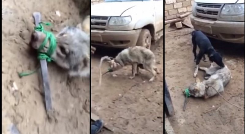 Кадры из видеоролика YouTube