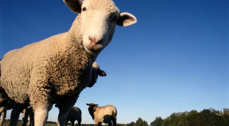 Фото из открытых источников