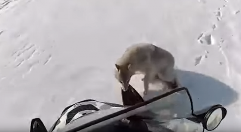 Скриншот с youtube