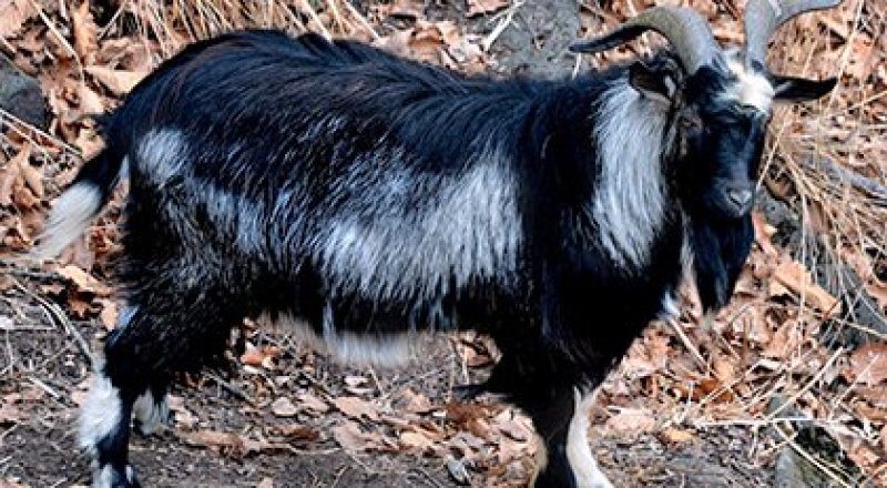 Козел Тимур. Фото РИА Новости