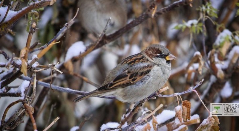 Фото Турар Казангапов©