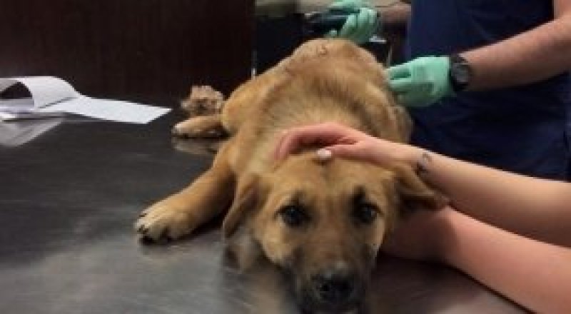 Фото с сайта: www.cbc.ca