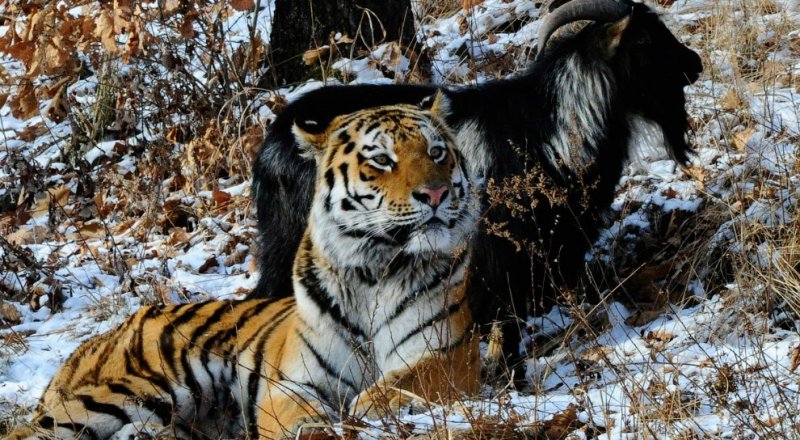 Фото с сайта gosnovosti.com