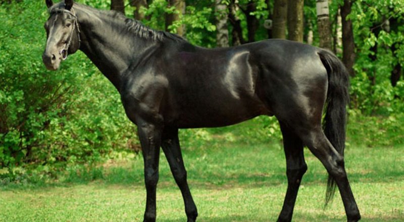 Фото с сайта marimix.ru