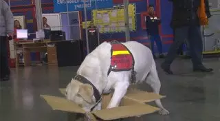 Груз с 20 килограммами наркотиков из Германии задержан в Алматы