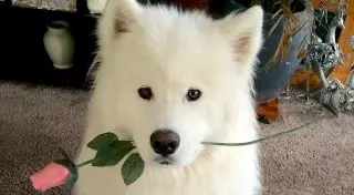 14 исторических фактов о Дне святого Валентина, которые вас сильно удивят