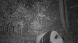 Дикая панда замечена в китайском заповеднике