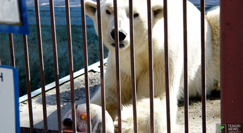Белый медведь по кличке Коля. ©Айжан Тугельбаева