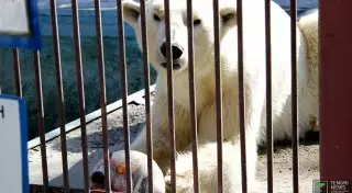 В зоопарке Алматы белого медведя угостили тортом из мяса и рыбы