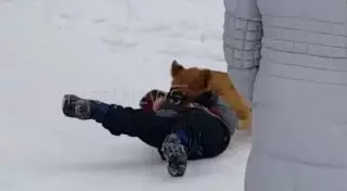 Нападение львенка на ребенка в России попало на видео